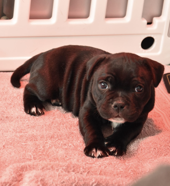 Staffordshire Bull Terrier - Chiot femelle Staffordshire bull terrier - Élevage des trésors de pablo