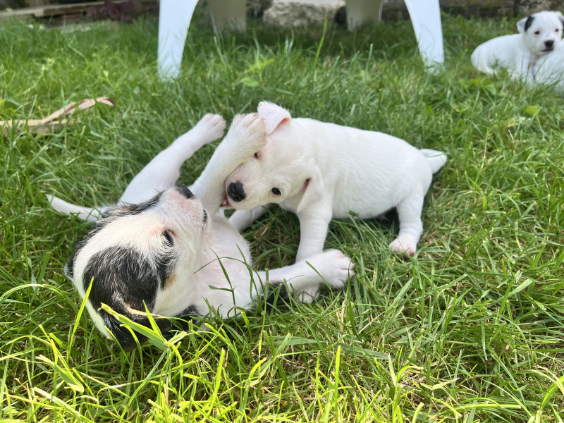 Parson Russell Terrier - Chiots LOF Parson Russell Terrier