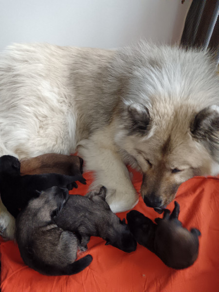 Eurasier - Chiots EURASIER