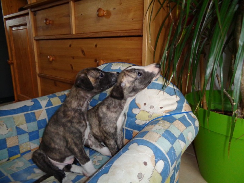chiot whippet Whippet
