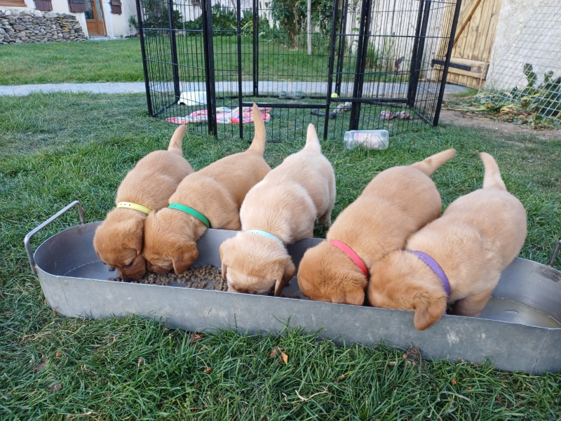Labrador Retriever - Chiots Labrador LOF - Des Bords de l'Aubance