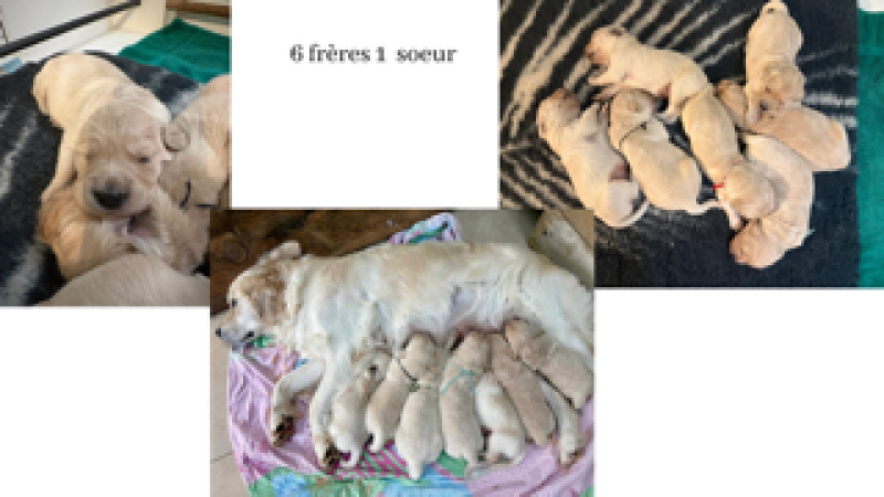 Golden Retriever - A réserver chiots golden retriever mâles LOF