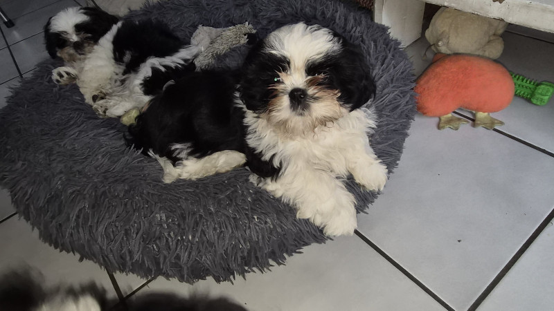 Shih Tzu - 1 petite femelle  noire et blanche - De Devadurga