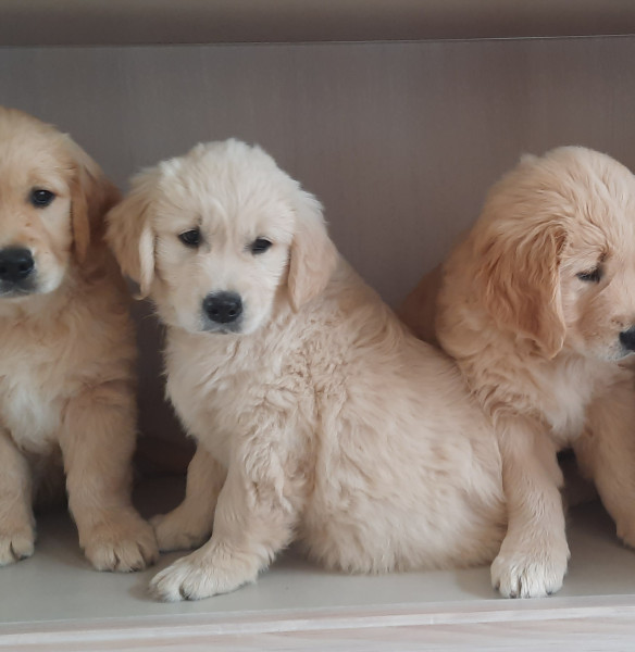 Golden Retriever - Chiot Golden retriever femelle Lof - Du petit Atoll de l'Austral