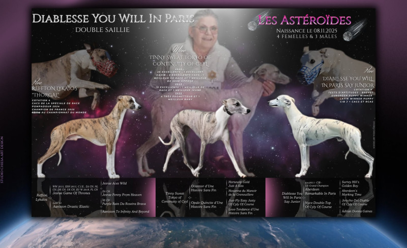 Whippet - Chiots whippets - Diablesse you will in Paris