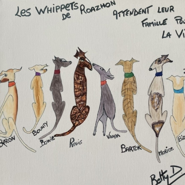 Whippet - VENDS ADORABLES WHIPPET MALES - 355972