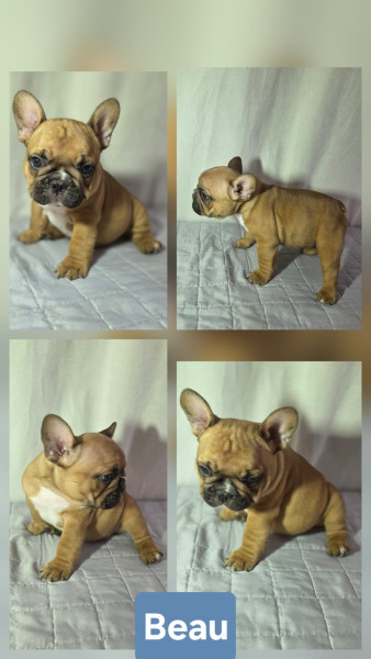 Bouledogue français - Chiots bouledogue français