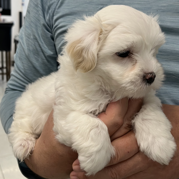 Coton de Tulear - CHIOTS FEMELLES ET MALES COTON ELEVAGE FAMILIAL - SAINT LOUIS DES CROISADES