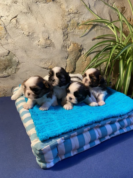 Shih Tzu - MAGNIFIQUES CHIOTS SHIH TZU LOF EXCELLENTES ORIGINES - LA BORIE DES LANDES