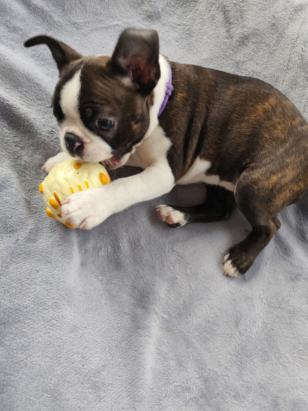 Boston Terrier - Boston Terrier