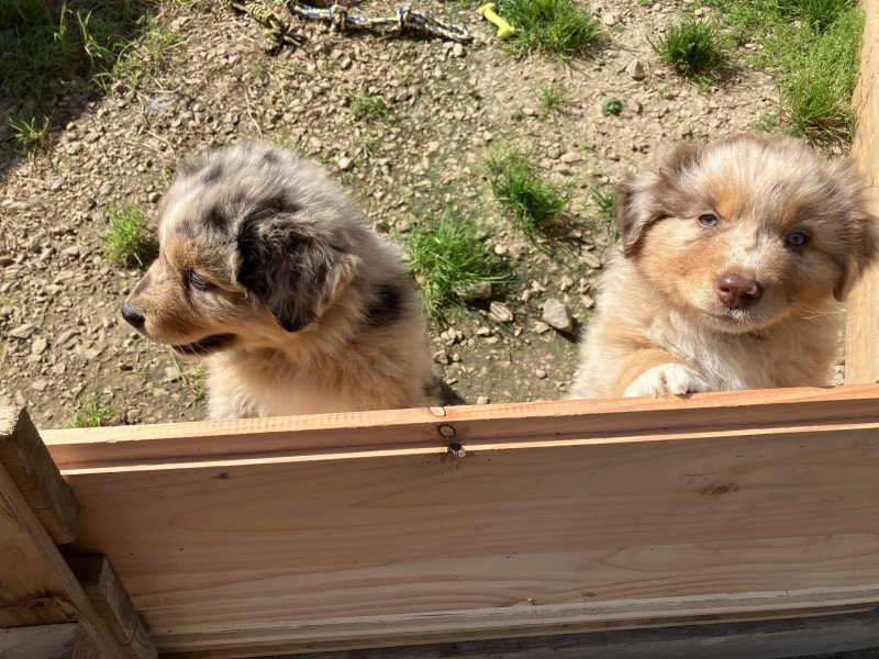 Berger Australien - Chiot berger australien LOF