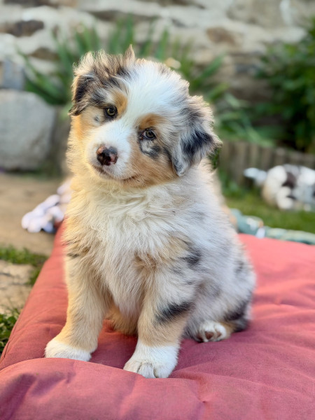 Berger Australien - Chiot berger Australien LOF