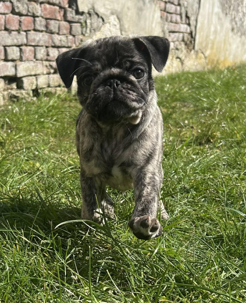 Carlin - Carlin exotique