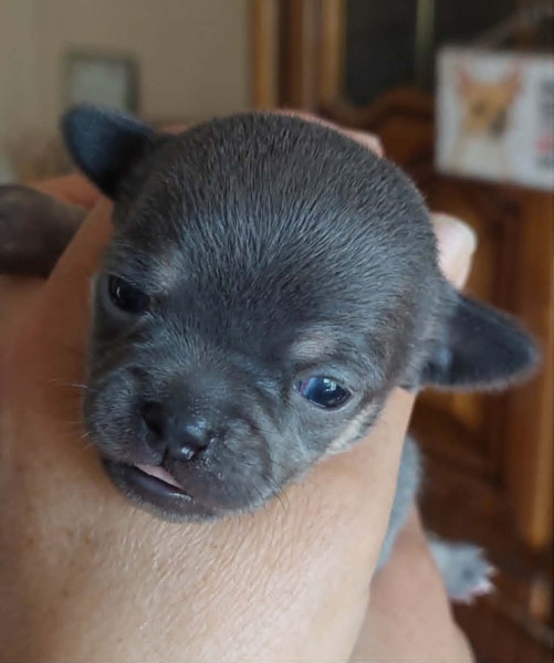Chihuahua - Chiots chihuahua poils courts et poils longs LOF et NON LOF