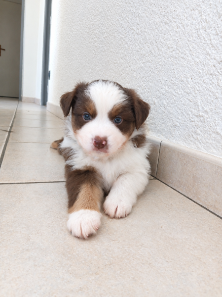 Berger Américain Miniature  - Chiot Berger Américain Miniature