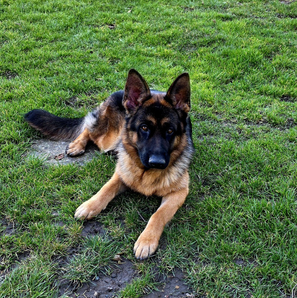 Berger Allemand - Jeune femelle berger allemand à vendre - De Quezac
