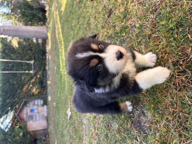 Berger Australien - VENDS CHIOTS BERGER AUSTRALIEN