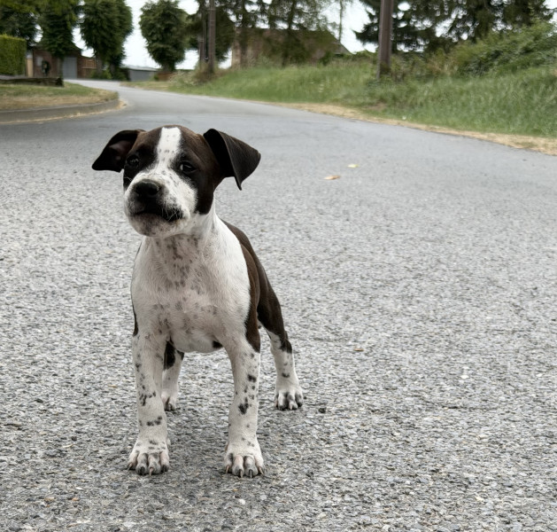 American Staffordshire Terrier - Superbes chiots amstaff, staff, american staff - Angel s Of carmine