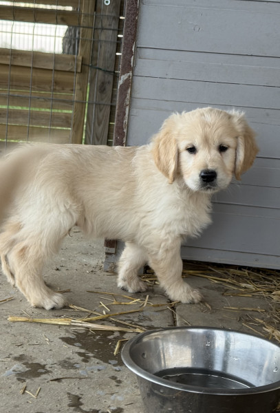 Golden Retriever - Élevage de golden retriever LOF  réservations ouvertes - du clos des divinites