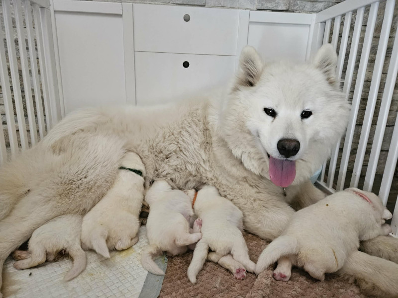 Samoyède - Samoyèdes LOF type Ours - Elevage familiale