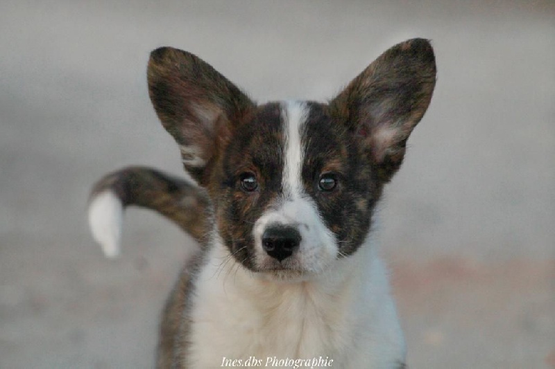Chiots de la race Welsh Cardigan disponibles sur chiotsdefrance
