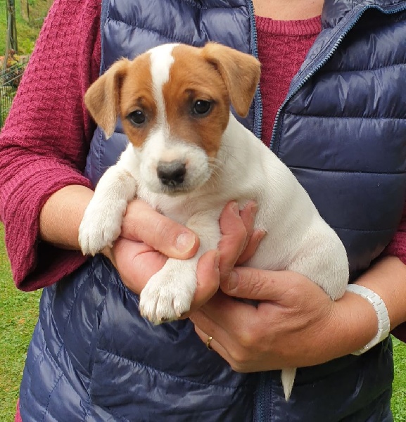 Chiots De La Race Jack Russell Terrier Disponibles Sur Chiots De France Chiots De La Race Jack Russell Terrier Disponibles Sur Chiots De France