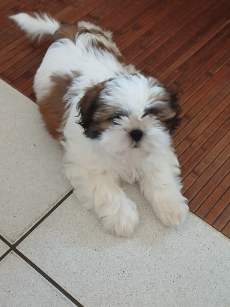 Shih Tzu - chiot de race Shi Tzu pure race à vendre