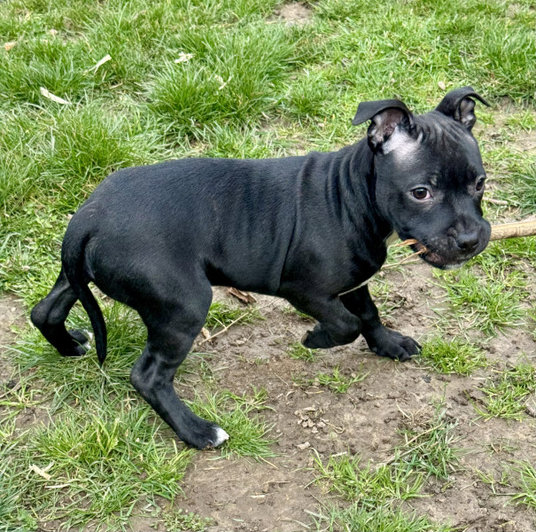 Staffordshire Bull Terrier - Staffie LOF - Of the stafford black panther
