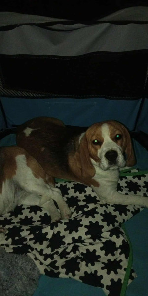 Beagle - Chiots beagle