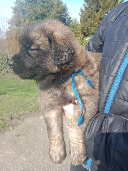 Leonberger - chiots léonberger inscrit au LOF