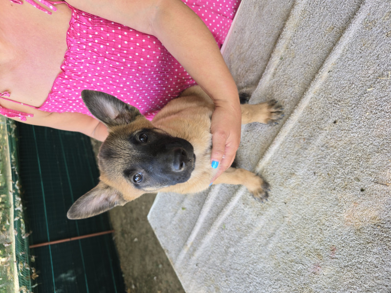 Berger Belge - Chiots Berger Belge Malinois LOF disponibles