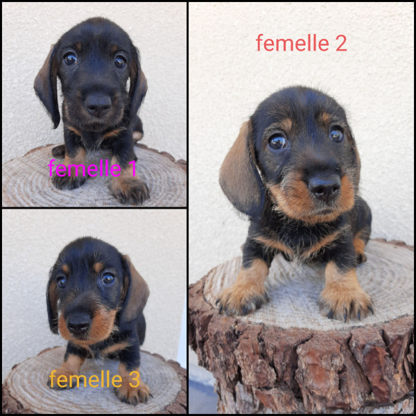 Teckel poil dur - Femelles teckels à poil dur naines