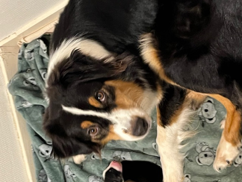 Berger Australien - Vente chiots Bergers Australiens LOF