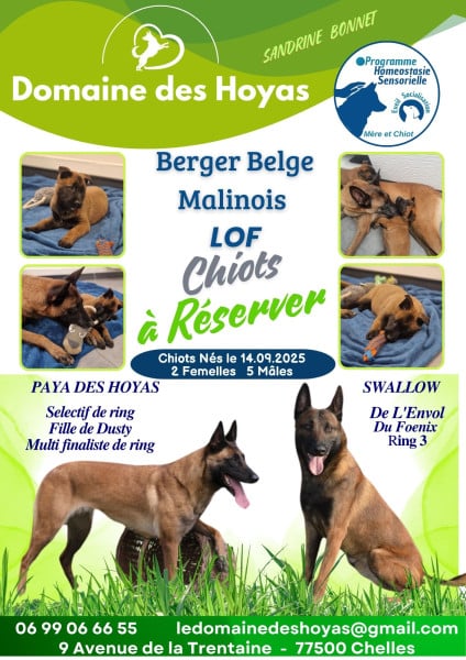 Berger Belge - CHIOT BERGER BELGE MALINOIS LOF - du Domaine des Hoyas