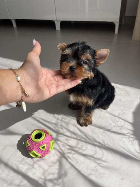 Yorkshire Terrier - Chiots Yorkshire Terrier LOF