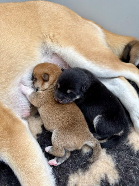 Shiba - Shiba Inu LOF – Portée: multi CH. Fomingold Yukikhiro × Allaikha’s Taïga