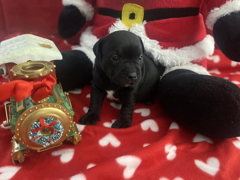Staffordshire Bull Terrier - CHIOTS STAFFORDSHIRE BULL TERRIER NOIR