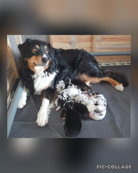 Berger Australien - Chiots LOF bergers australiens