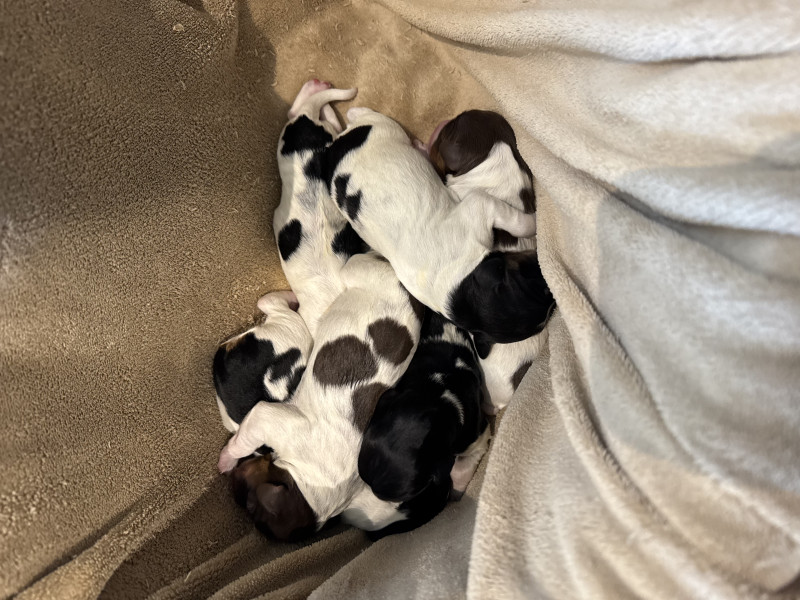 Epagneul Breton - Chiots Epagneul breton