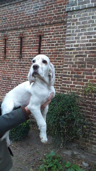 Chiots De La Race Setter Anglais Disponibles Sur Chiots De France Chiots De La Race Setter Anglais Disponibles Sur Chiots De France