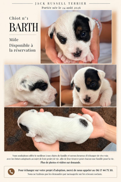 Jack Russell Terrier - Chiots Jack Russell Terrier ? Tattoo du Mas Ensoleillé × Punch des Coteaux du Lambon
