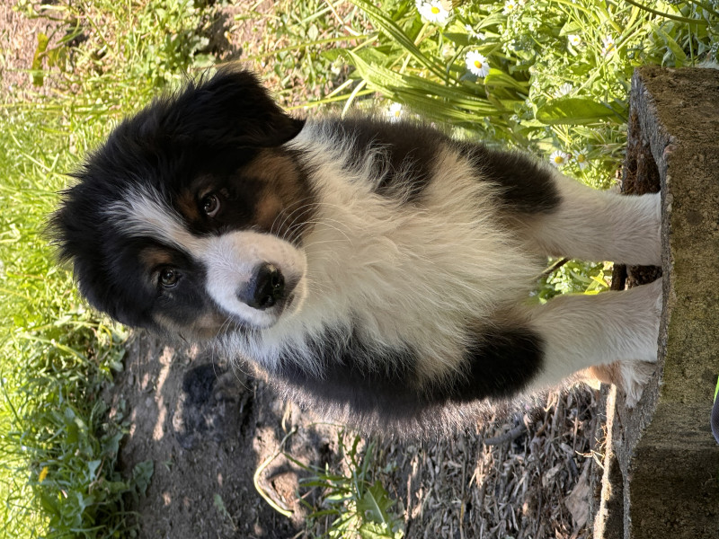 Berger Australien - Chiots berger australien