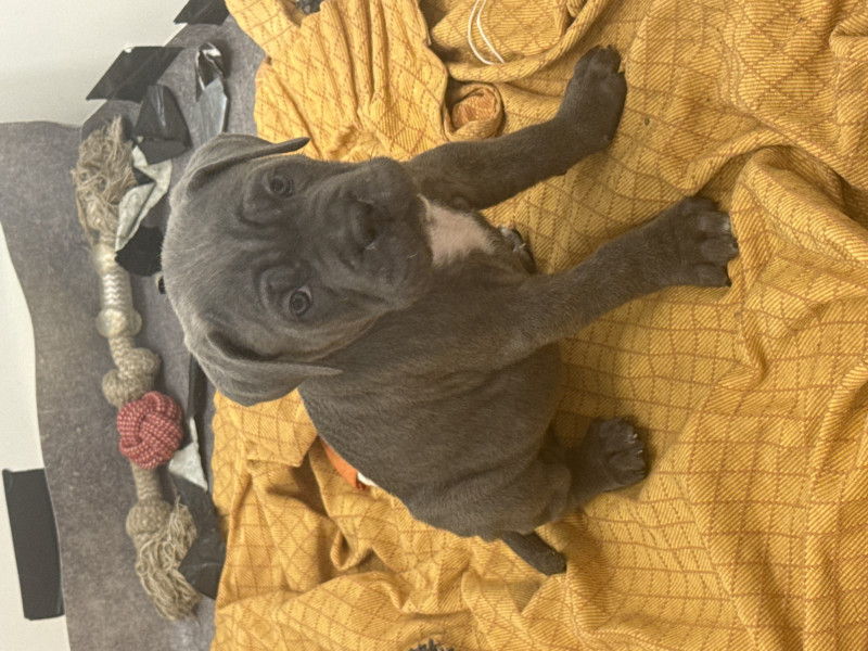 Cane Corso - Chiots Cane Corso, 35 jours ?