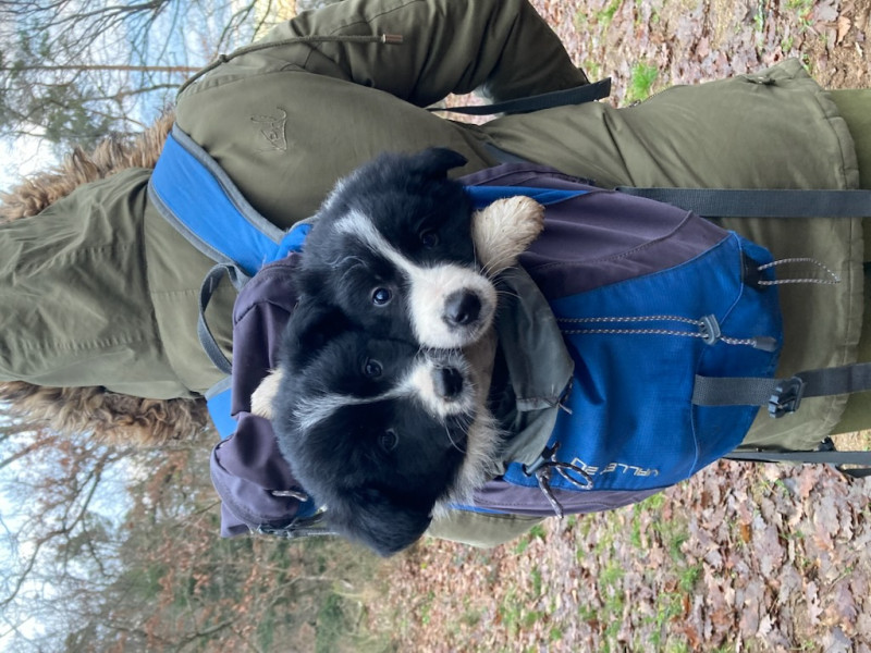 Border Collie - Chiots border collie x samoyède - rare