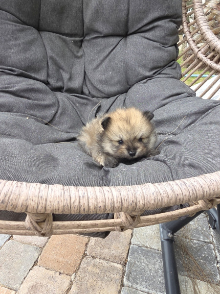 Spitz allemand - Spitz nain pomeranien , loulou de pomeranie - Des lous de la soulsoure