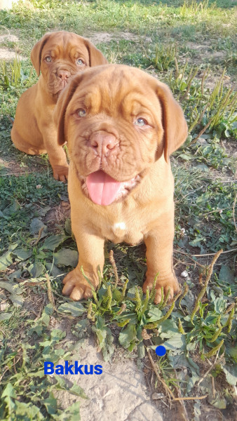 Dogue de Bordeaux - Chiot Dogue de Bordeaux LOF - Des Terres Argalles