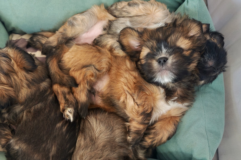 Lhassa Apso - 3 chiots mâles lhassa apso LOF - de La Garenne aux Chayottes