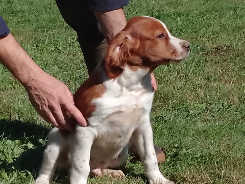 Epagneul Breton - Chiots Epagneul Breton LOF