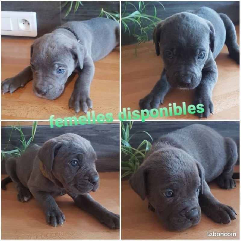 Vends Cane Corso Cane Corso