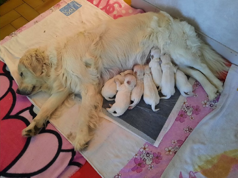 Chiots de la race Golden Retriever disponibles sur chiots-de-france